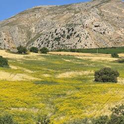 Huge field of yellow wildflowers!