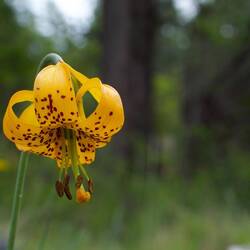 Tiger Lily