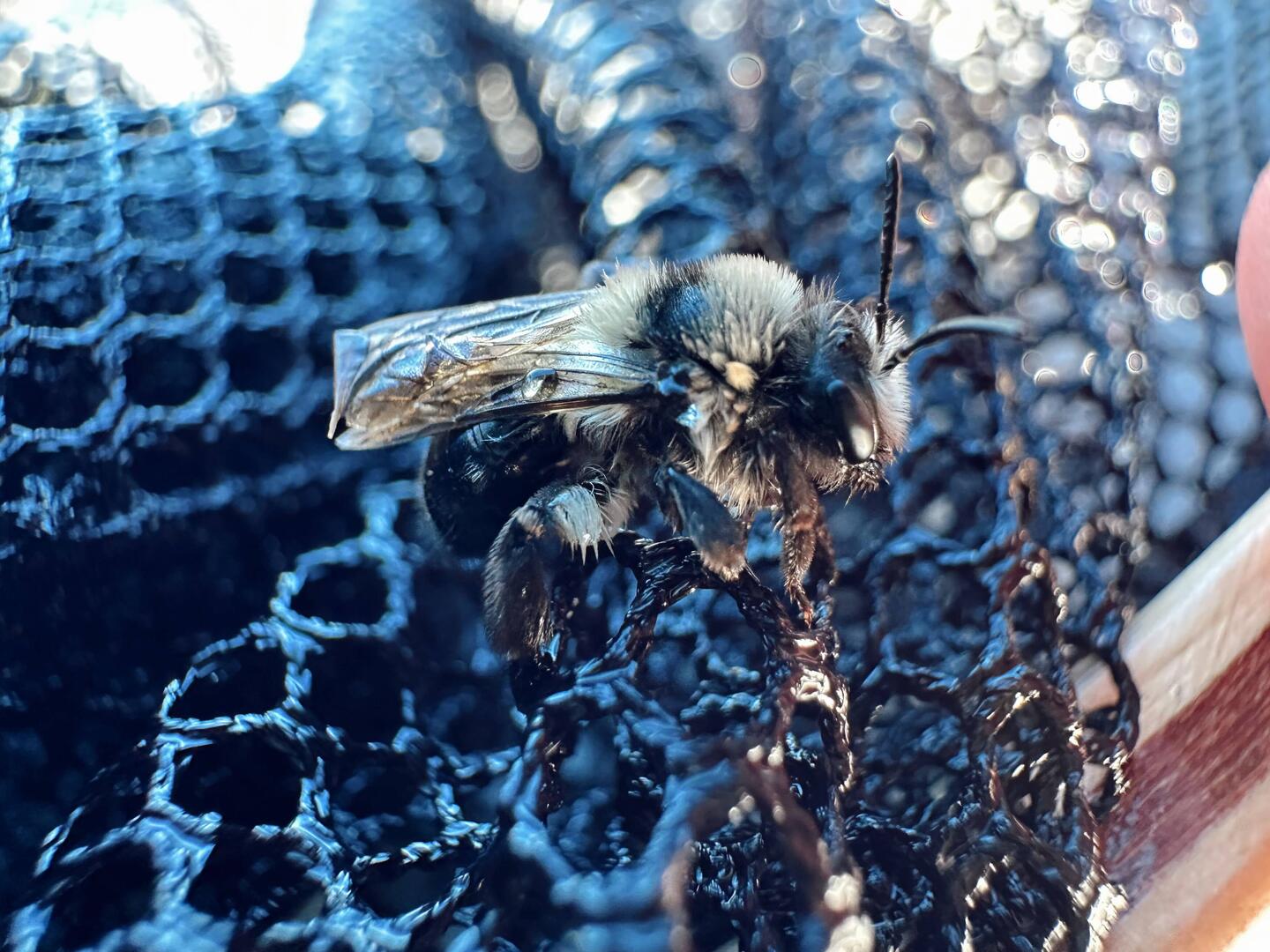 Jude netted a drowning bee and let it dry out on the cooler until it flew away on its own.