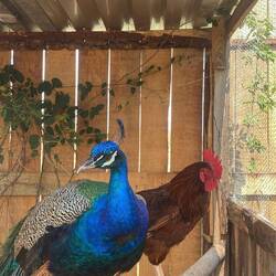 Nos compagnons de repas !