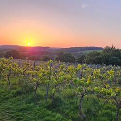 ...Sonnenuntergang über den Weinhängen um Lamberhurst