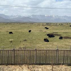 Yaks vor schneebedeckten Bergen / Yaks in front of snow-capped mountains