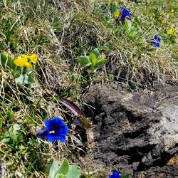 Und wieder grüsst der Bergfrühling ...