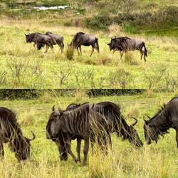 Blue Wildebeest