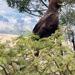 Long Crested Eagle