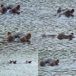 Hippopotamus