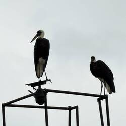Wolly-neck Stork
