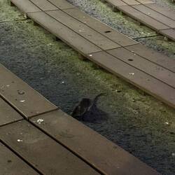🐀