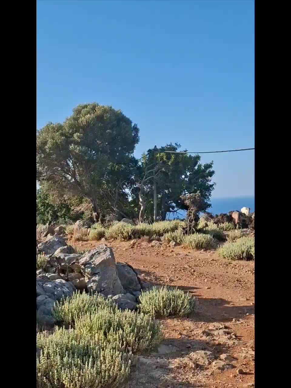 Vidéo-diaporama : réveil avec nous ce matin ! Mettez le son pour le berger qui appelle ses chèvres