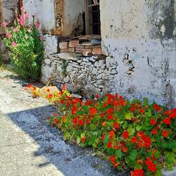 Ces fleurs-ci 😉