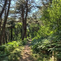 Wandern durch den Wald