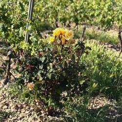 An unexpected rose bush at the end of the grapevines.