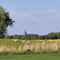 Schafe + Raps + Kirche immer schön im Dorf lassen = Schleswig-Holstein 🔵⚪🔴