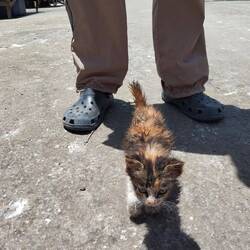 Babykatze (ca. 5 Wochen alt), sieht sehr zerrupft aus.