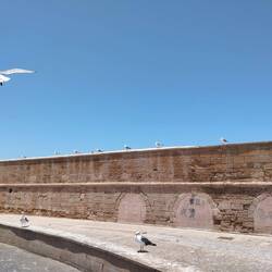 Möwen auf der Mauer der Medina