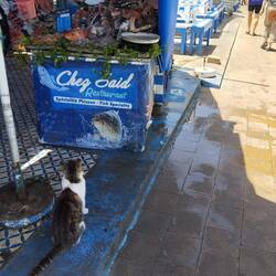 Die Beute fest im Blick 🐟