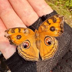 A Peacock Pansy in the palm of Amanda's hand