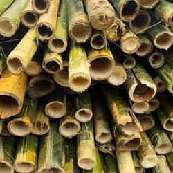 Bamboo is used for many things