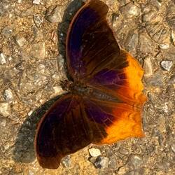 A Royal Assyrian butterfly