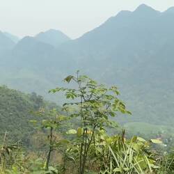 Nothing but hills and forest