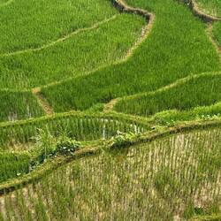 Tessellated rice terraces step down the hillside