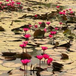 Crimson lotus flowers
