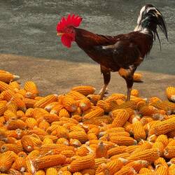A chicken revels the corn-u-copia of a feast