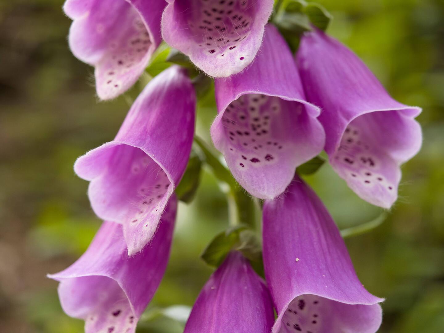 Digitalis