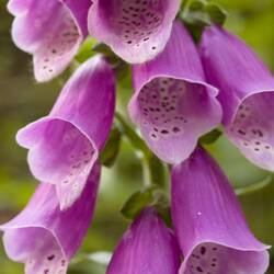 Digitalis