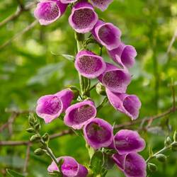 Digitalis