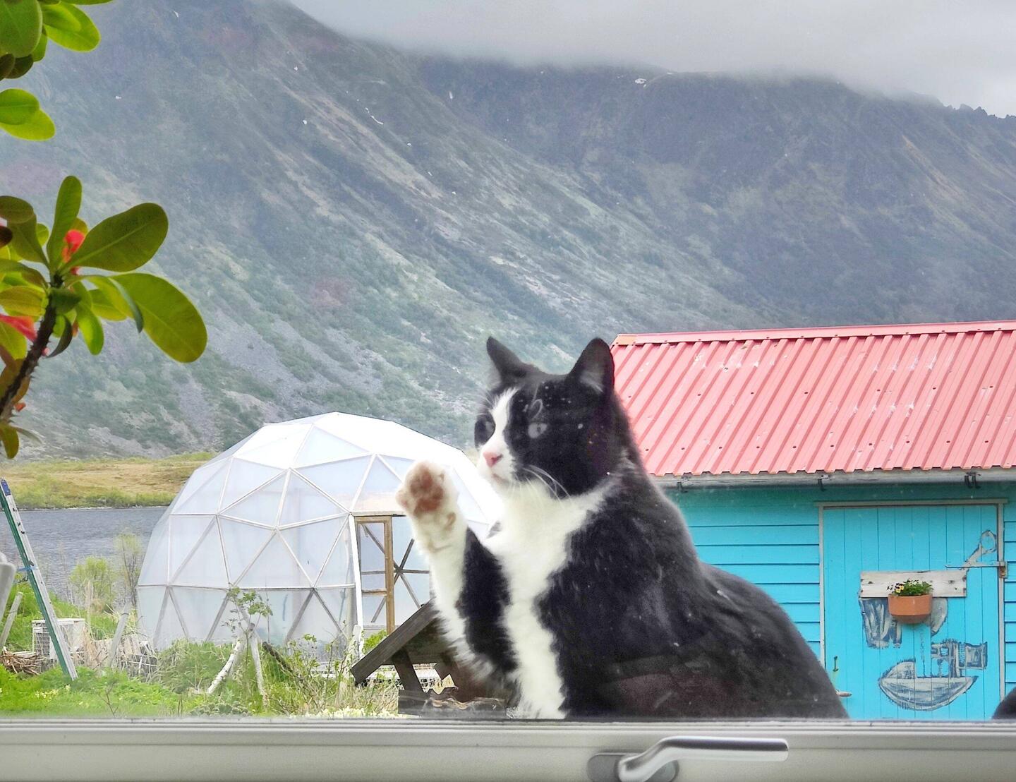 Fellners Katze