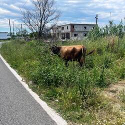 Attention, bas-côtés habités