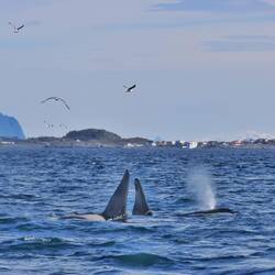 Orcas vor Henningsvær