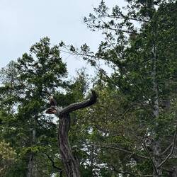 White-tailed eagle
