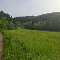 Liesetal