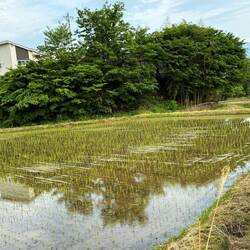 Newly planted rice