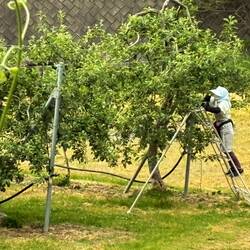Apple trees being manipulated to produce perfect apples
