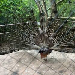 The forward peacock in Alps Park
