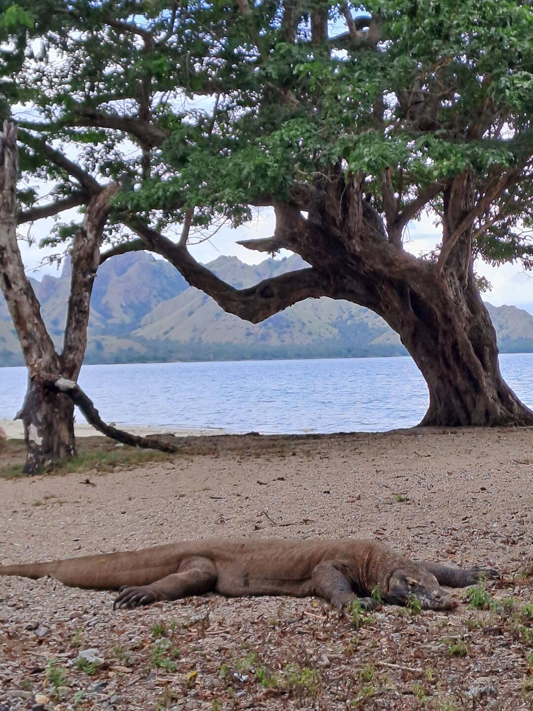 Der Komodo-Waran liegt gemütlich am Strand