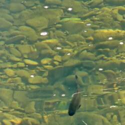 Such clear water
