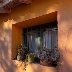 Lovely window garden
