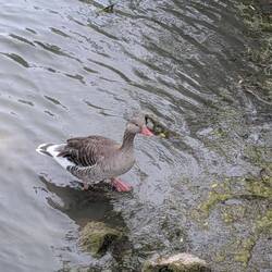 Gans
