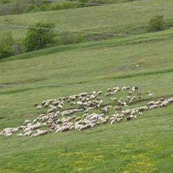 Der Schäfer mit Pferd Esel und Hunden unterwegs in den saftigen Frühlingswiesen
