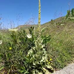 Vidéo-diaporama nouvelles fleurs étonnantes et remarquables d'aujourd'hui