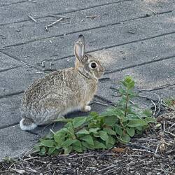 What's up, Doc?