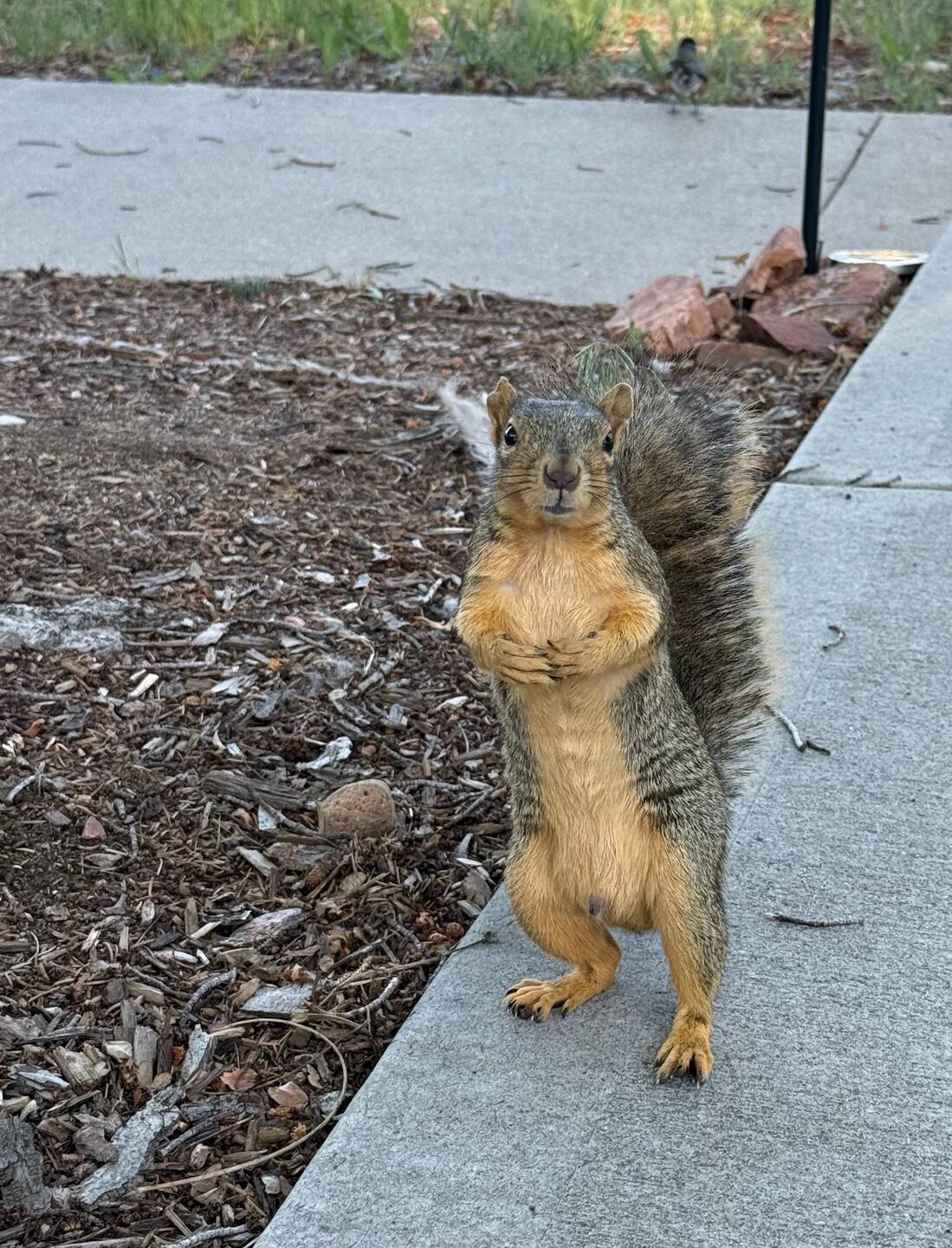 The HOA president in Mom's neighborhood is a bit aggressive! All up in my business.