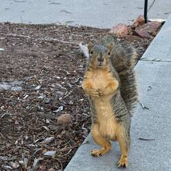 The HOA president in Mom's neighborhood is a bit aggressive! All up in my business.