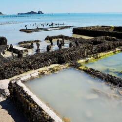 Austernbänke in Cancale