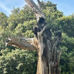 Dead chestnut tree
