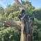 Dead chestnut tree